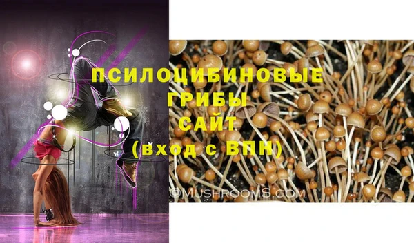 прущие грибы Белокуриха